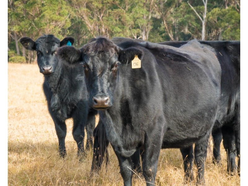 5371 Princes Highway, Bodalla NSW 2545