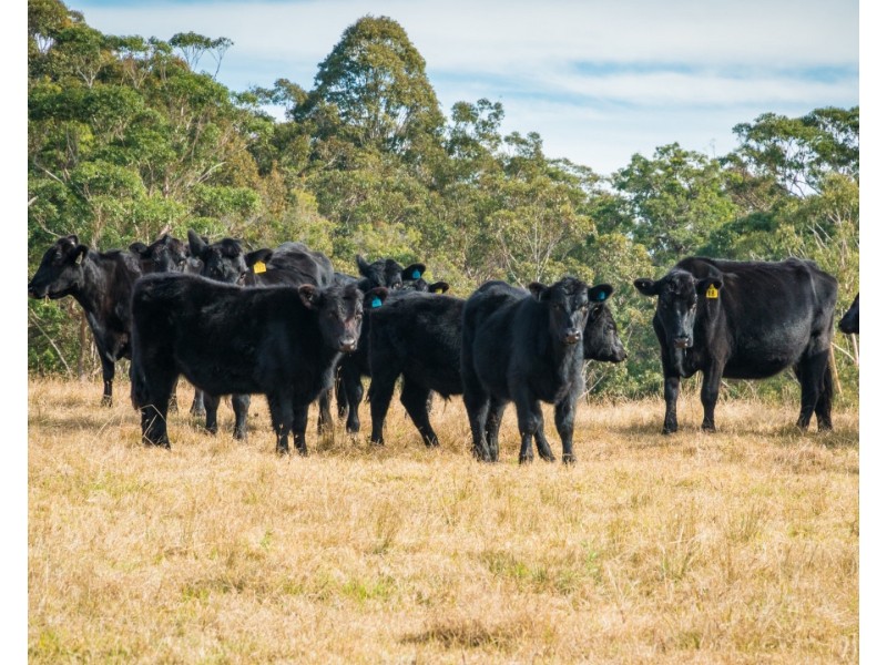 5371 Princes Highway, Bodalla NSW 2545