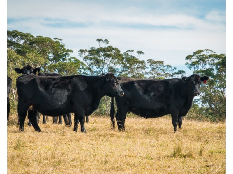 5371 Princes Highway, Bodalla NSW 2545