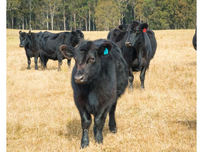 5371 Princes Highway, Bodalla NSW 2545