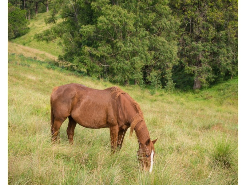 244 Stockridge Road, Brogo NSW 2550