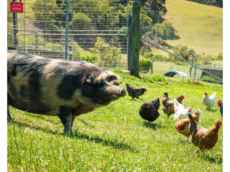 8193 PRINCES HIGHWAY, Central Tilba NSW 2546