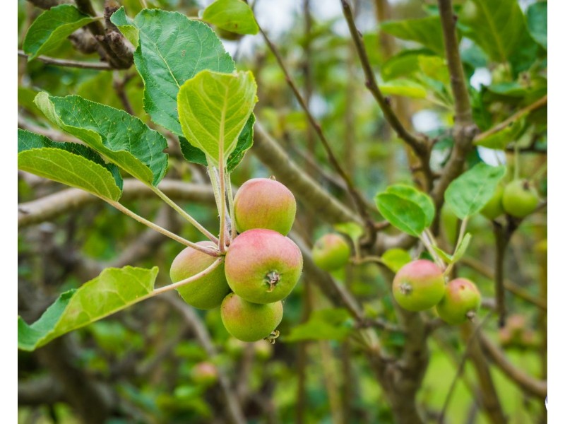 8217 Princes Highway, Central Tilba NSW 2546