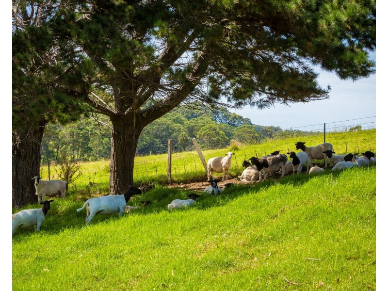 8217 Princes Highway, Central Tilba NSW 2546