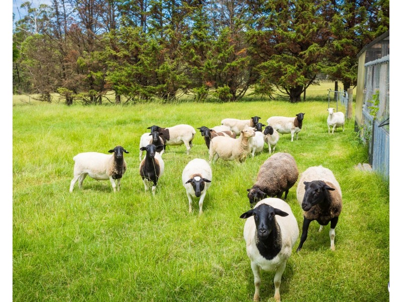 186 PRINCES HIGHWAY, Bodalla NSW 2545
