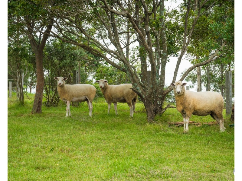 126 Haxstead Road, Central Tilba NSW 2546