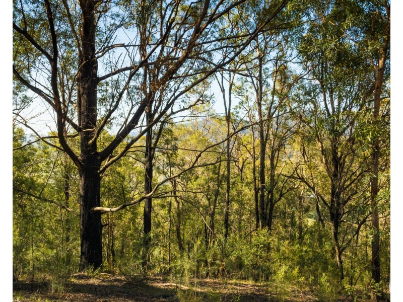 Lot 22 Barrabaroo Road, Cobargo NSW 2550