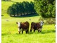 182 Punkalla Tilba Road, Central Tilba NSW 2546
