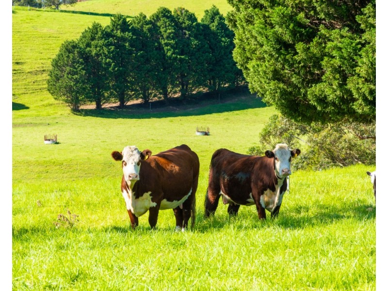 182 Punkalla Tilba Road, Central Tilba NSW 2546