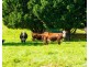 182 Punkalla Tilba Road, Central Tilba NSW 2546