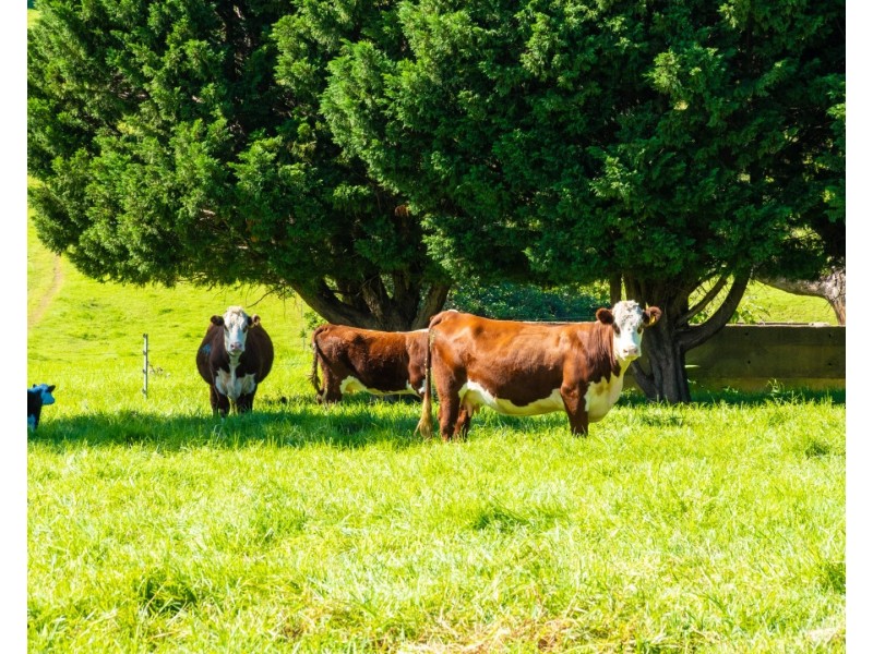 182 Punkalla Tilba Road, Central Tilba NSW 2546