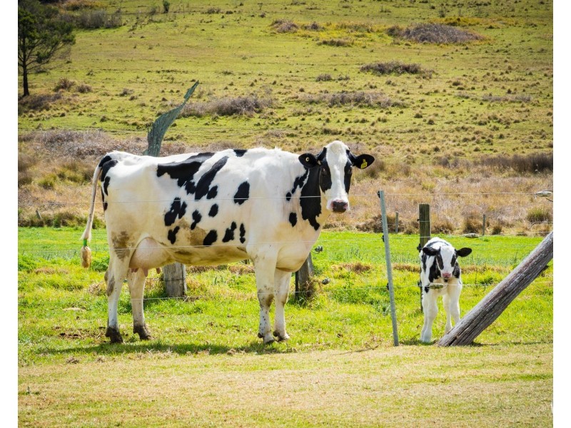 149 Eurobodalla Road, Bodalla NSW 2545