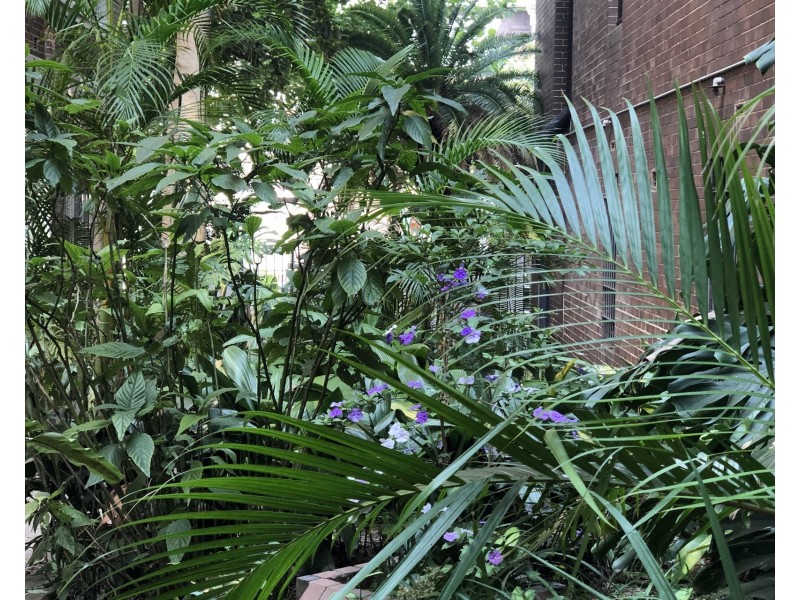 15/20-22 Springfield Avenue, Potts Point NSW 2011