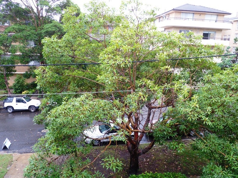 4/29 Wlliam Street, Rose Bay NSW 2029