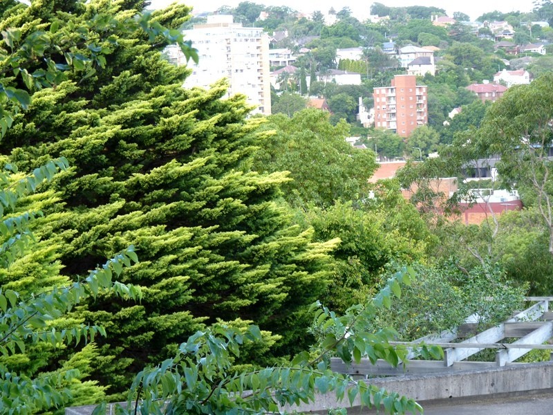 11/16 Greenoaks Ave, Darling Point NSW 2027