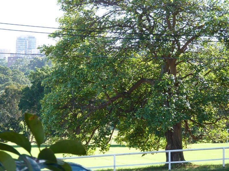 7/221  Darley Road, Randwick NSW 2031