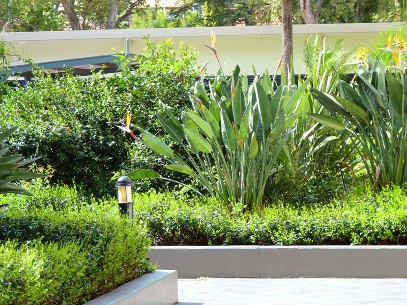 71/1 Brown St, Ashfield NSW 2131