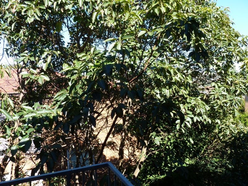 39 / 7-9 Gilbert St, Dover Heights NSW 2030