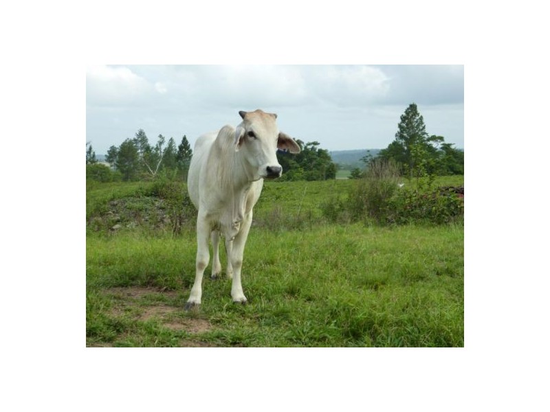 Lot 12 Healy road, Babinda QLD 4861