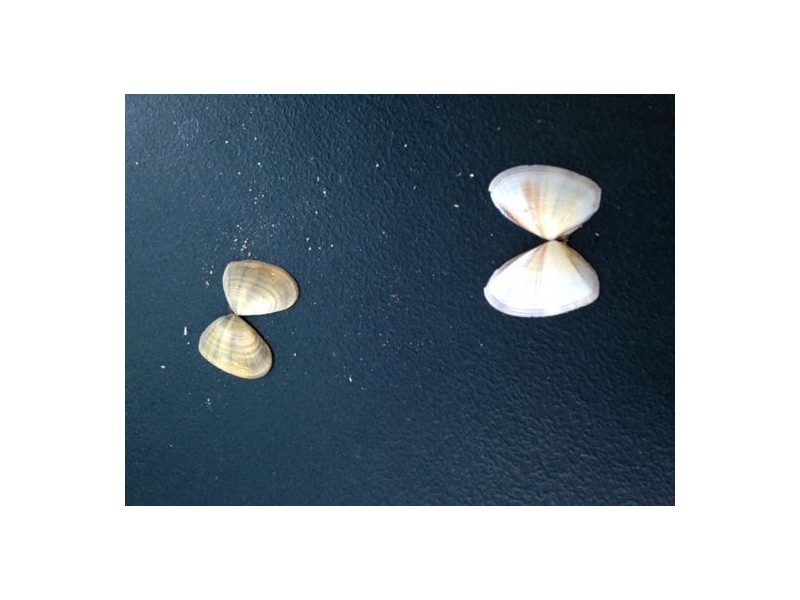 21 Evans Road, Bramston Beach QLD 4871