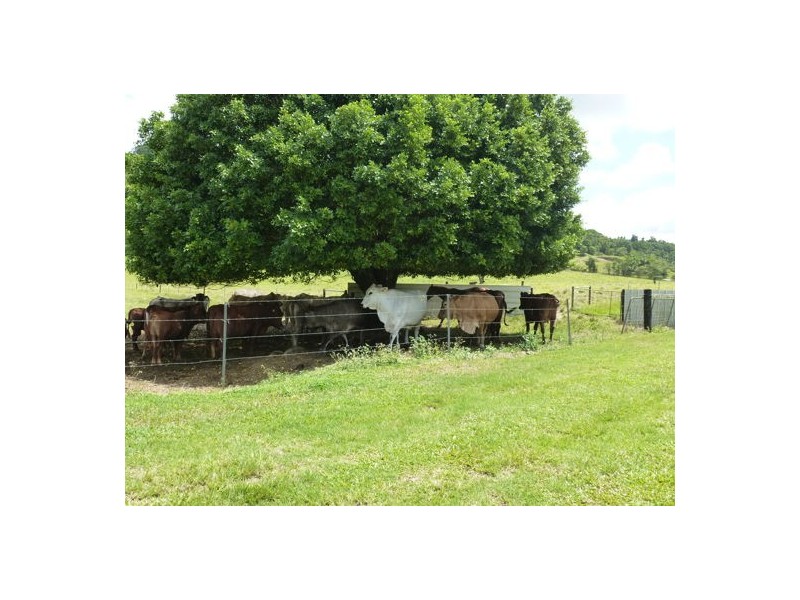 Babinda QLD 4861