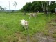 Babinda QLD 4861