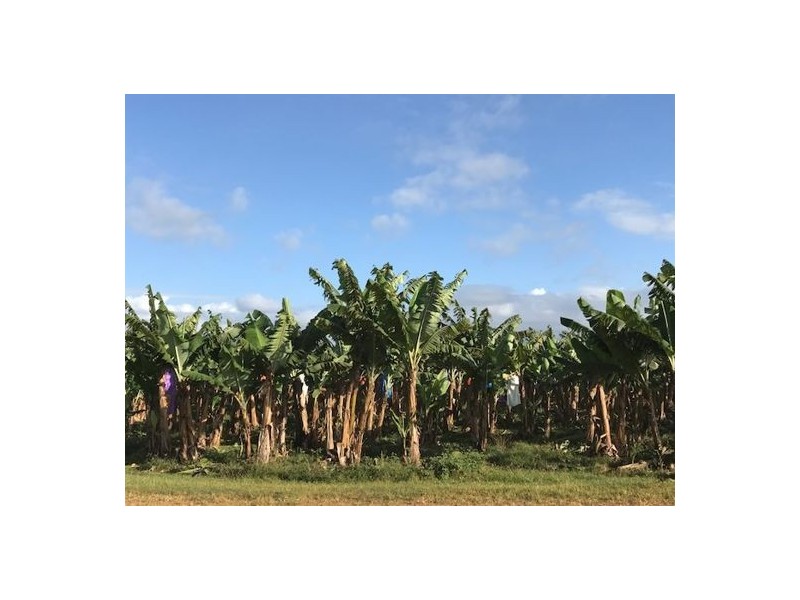 Eubenangee QLD 4860
