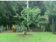 19 Evans Road, Bramston Beach QLD 4871