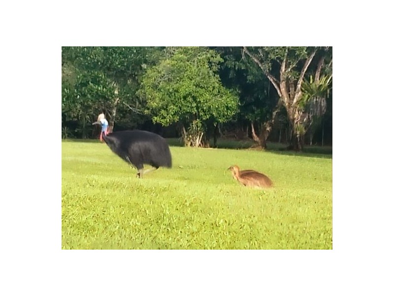 65890 Bruce Highway, Innisfail QLD 4860