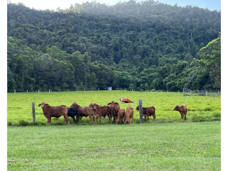 28 Mt Leeper Road, Mourilyan Harbour QLD 4858