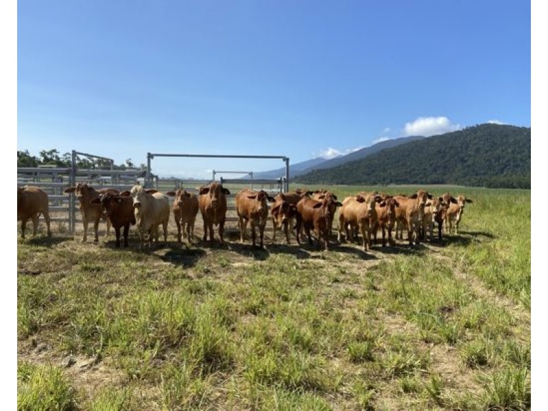 21 Barbagallo Road, Aloomba QLD 4871