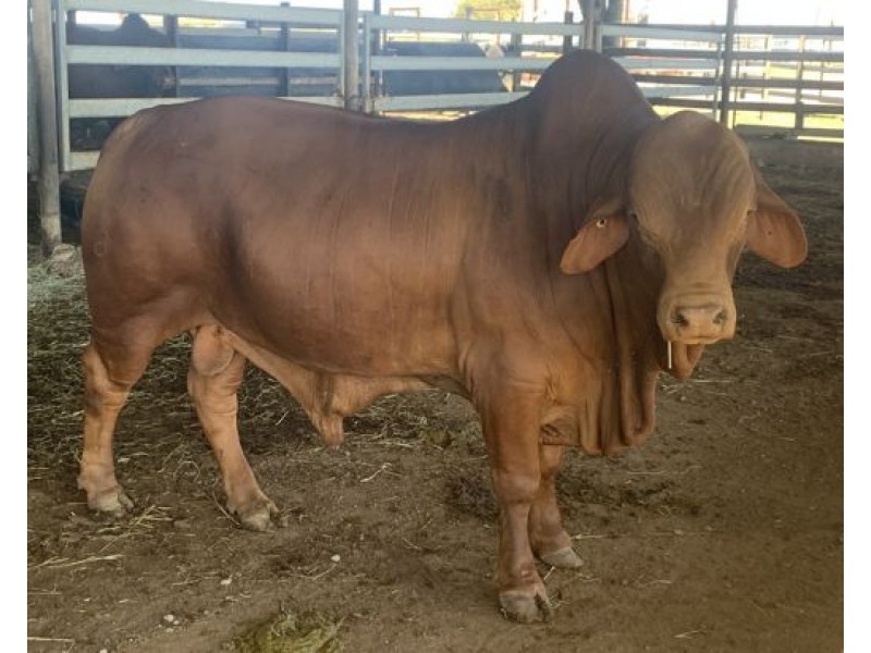 21 Barbagallo Road, Aloomba QLD 4871