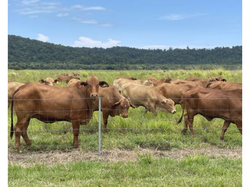 21 Barbagallo Road, Aloomba QLD 4871