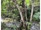 255 Boulders Road, Babinda QLD 4861