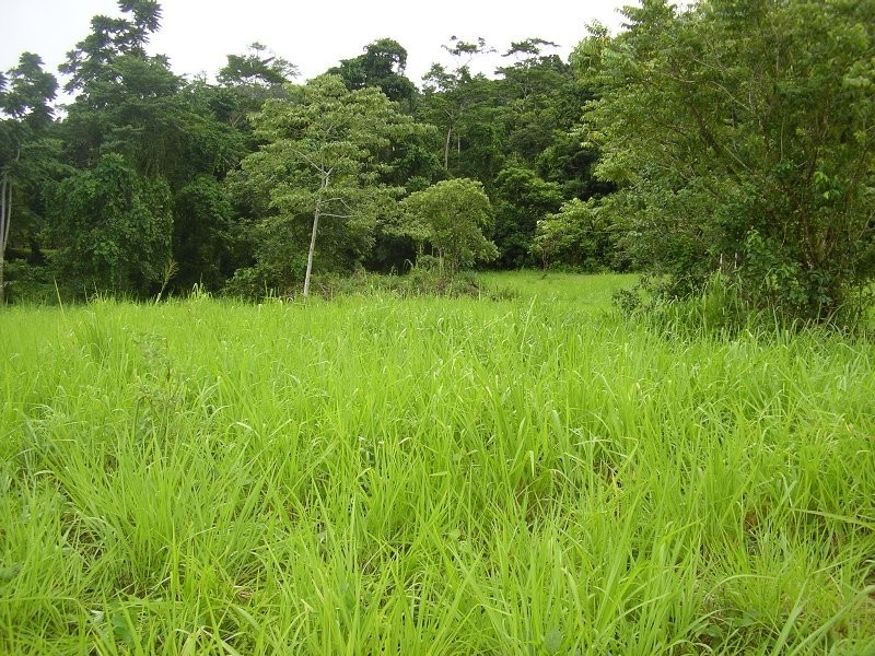 Bellenden Ker QLD 4871