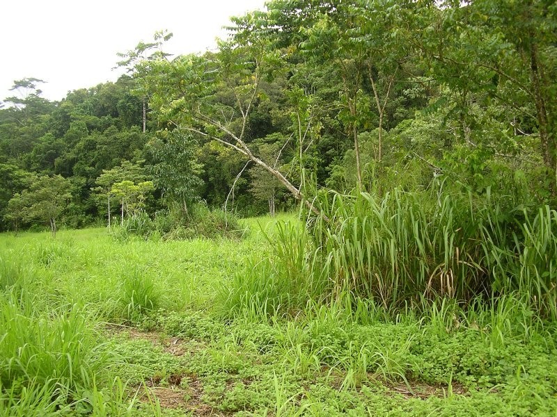 Bellenden Ker QLD 4871