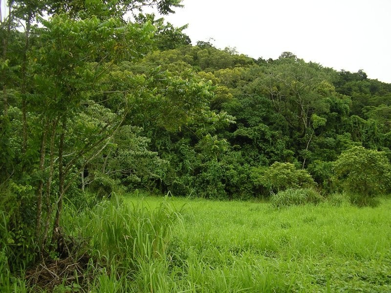 Bellenden Ker QLD 4871