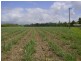 Miriwinni QLD 4871