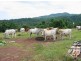 Babinda QLD 4861