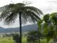 36 Angus Street, Babinda QLD 4861