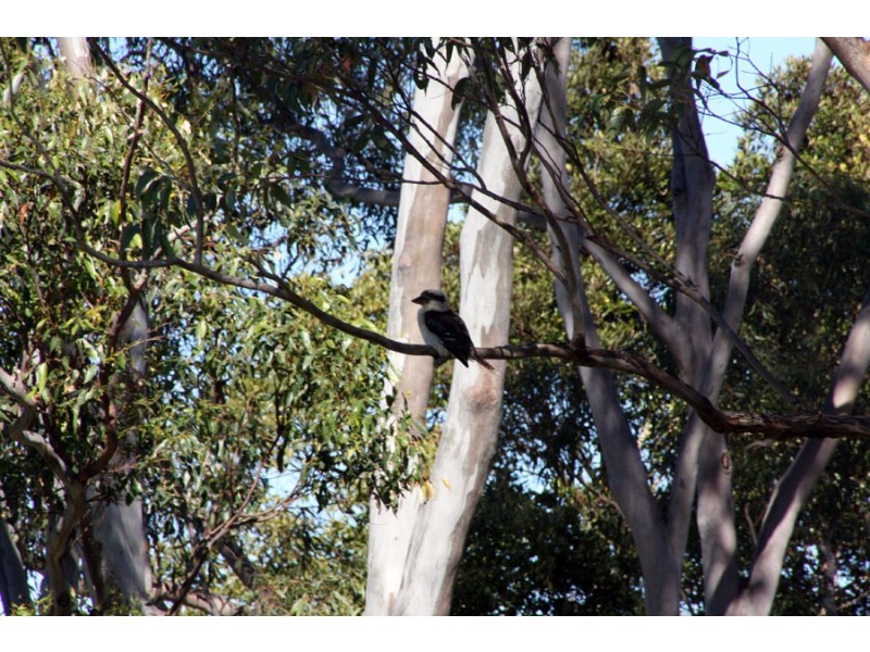 36 Kennedys Lane, Ewingsdale NSW 2481