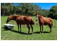 Rosebank NSW 2480