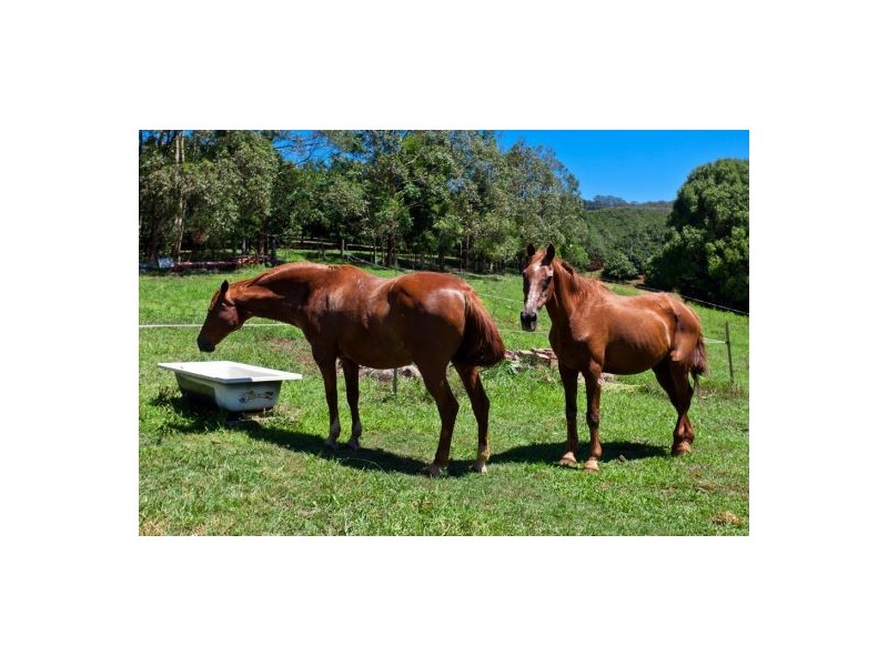 Rosebank NSW 2480