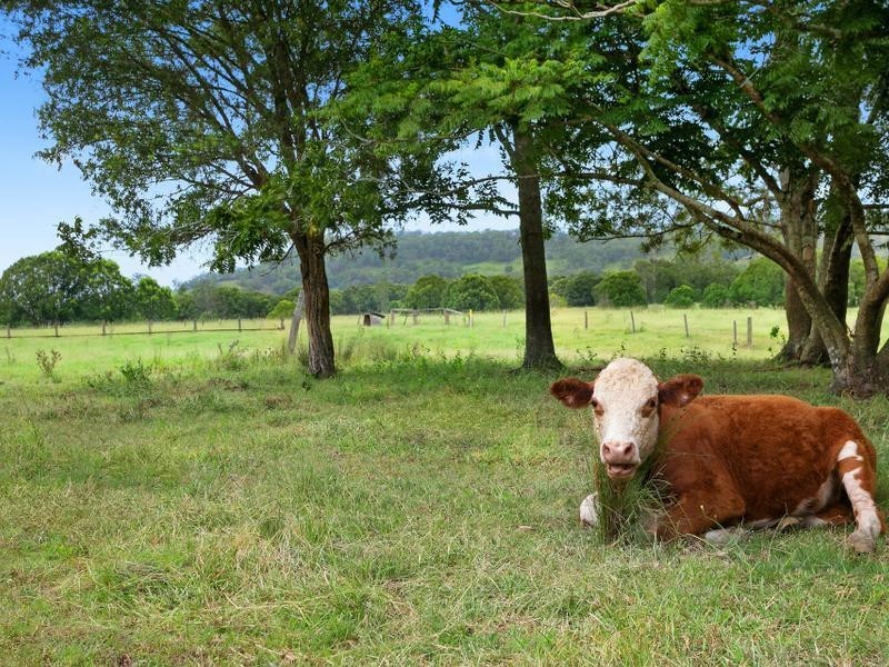 1533 Nimbin Road, Koonorigan NSW 2480