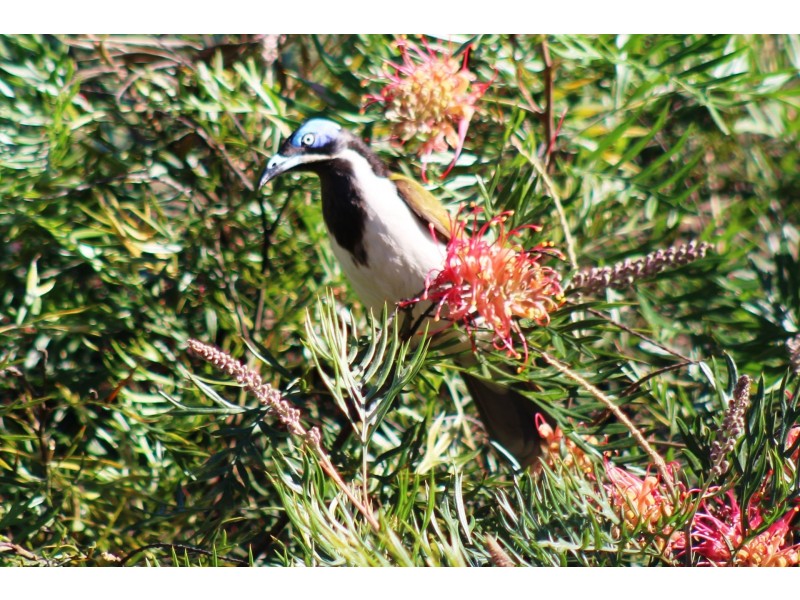 1533 Nimbin Road, Koonorigan NSW 2480