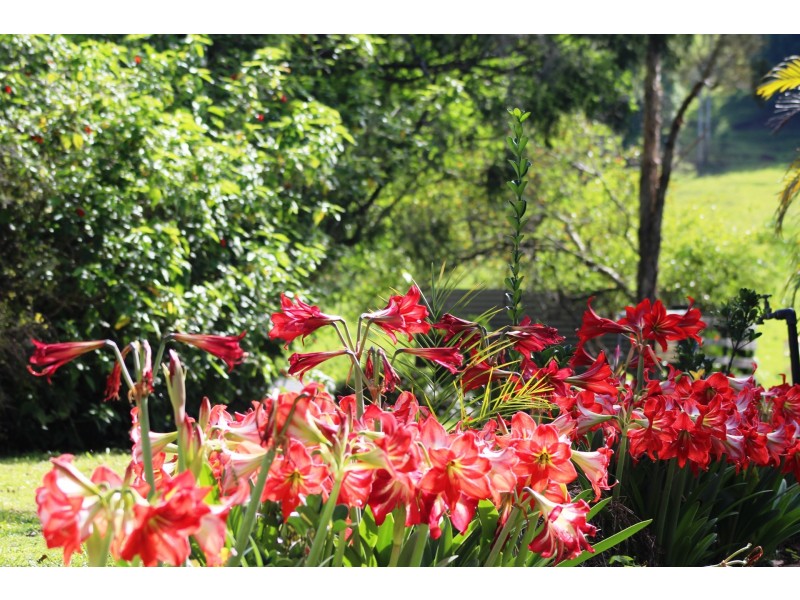 1533 Nimbin Road, Koonorigan NSW 2480