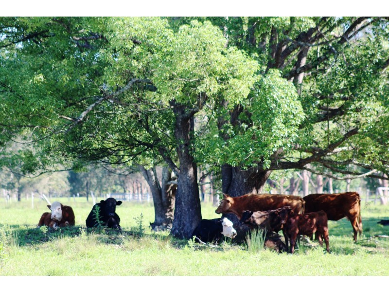 1533 Nimbin Road, Koonorigan NSW 2480