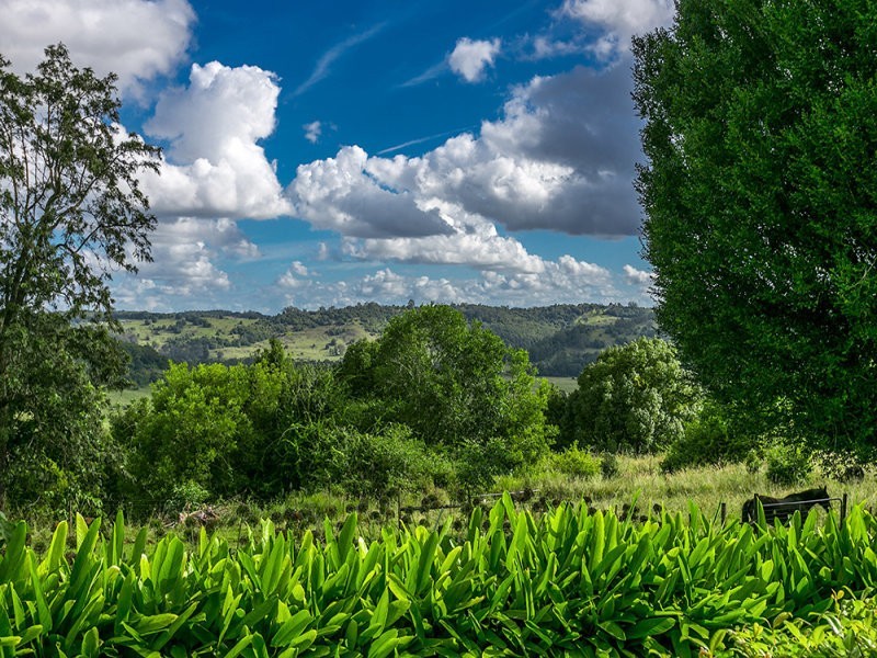 131 Currie Road, The Channon NSW 2480