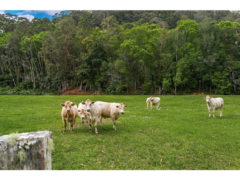 534 Main Arm Road, Main Arm NSW 2482