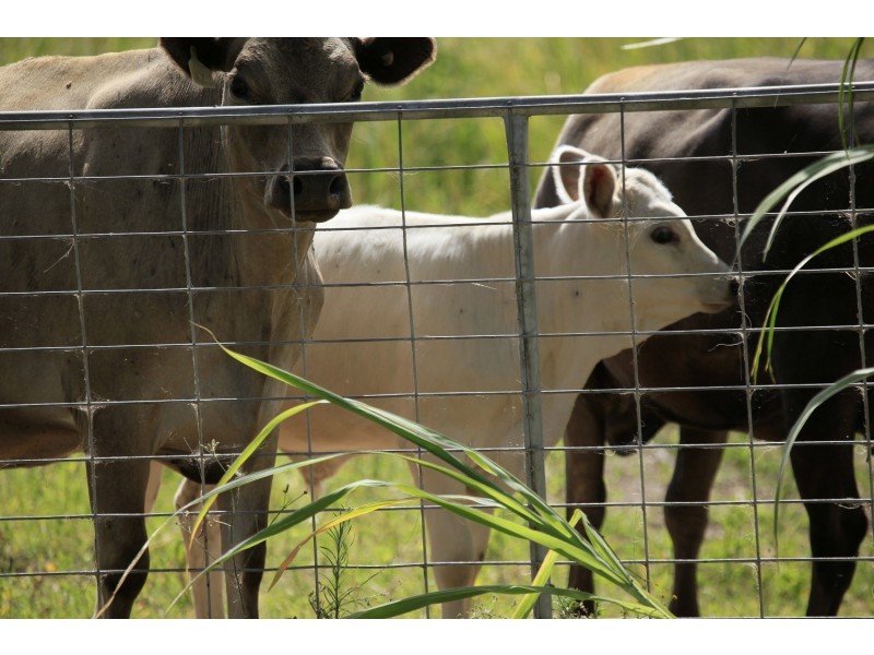 568 Myocum Road, Myocum NSW 2481